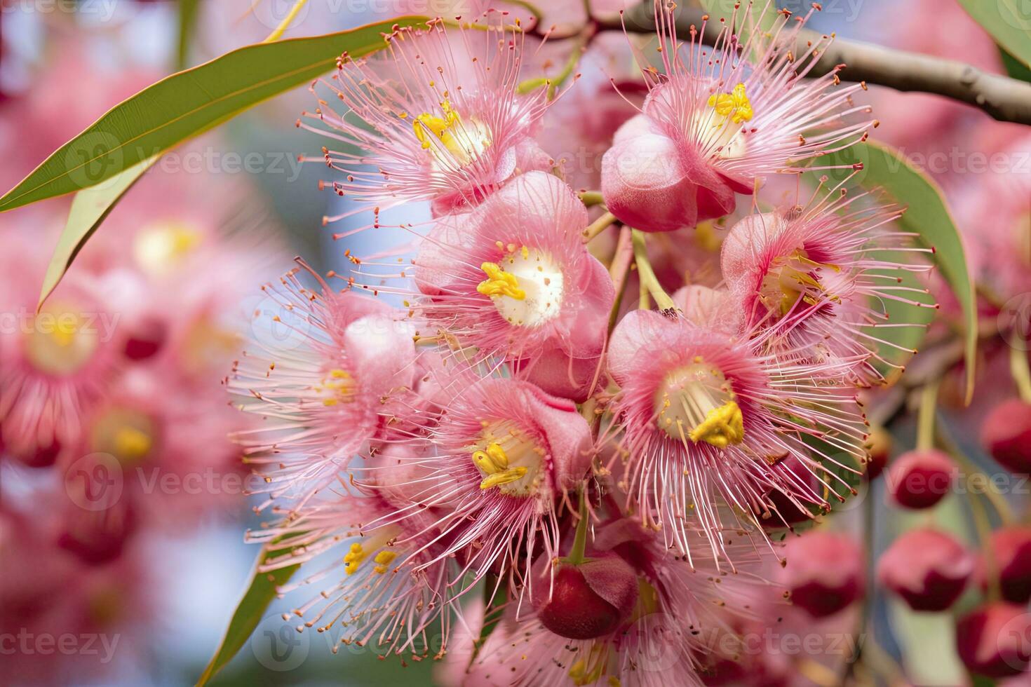 AI generated Beautiful Gum tree pink flowers and buds. AI Generated photo