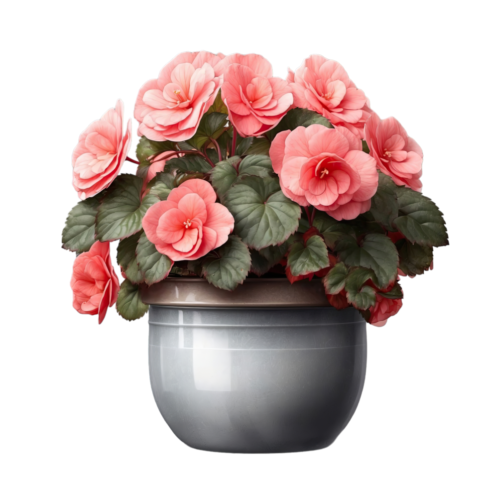 AI generated Pot with a begonia isolated on transparent background png