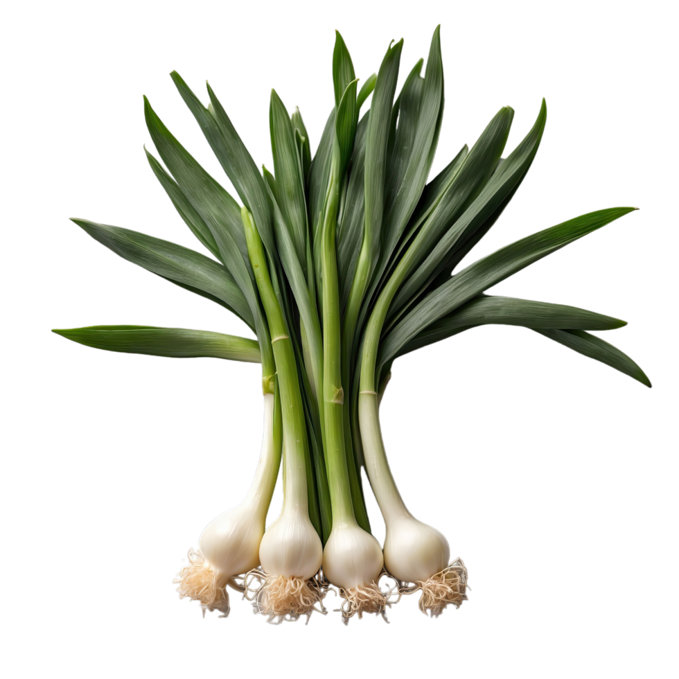 AI generated Scallions isolated on transparent background png