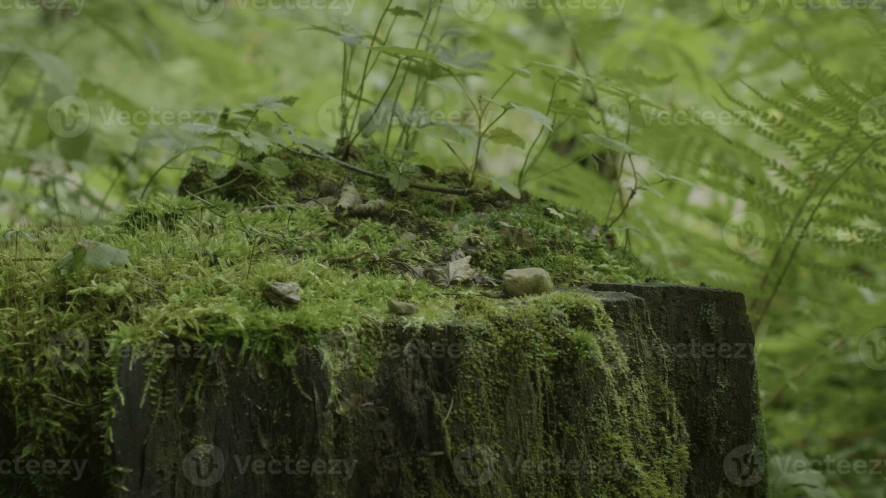 Stump in the forest. Old tree stump covered with moss. Stump green moss spruce pine coniferous tree forest park wood root bark sunlight background photo