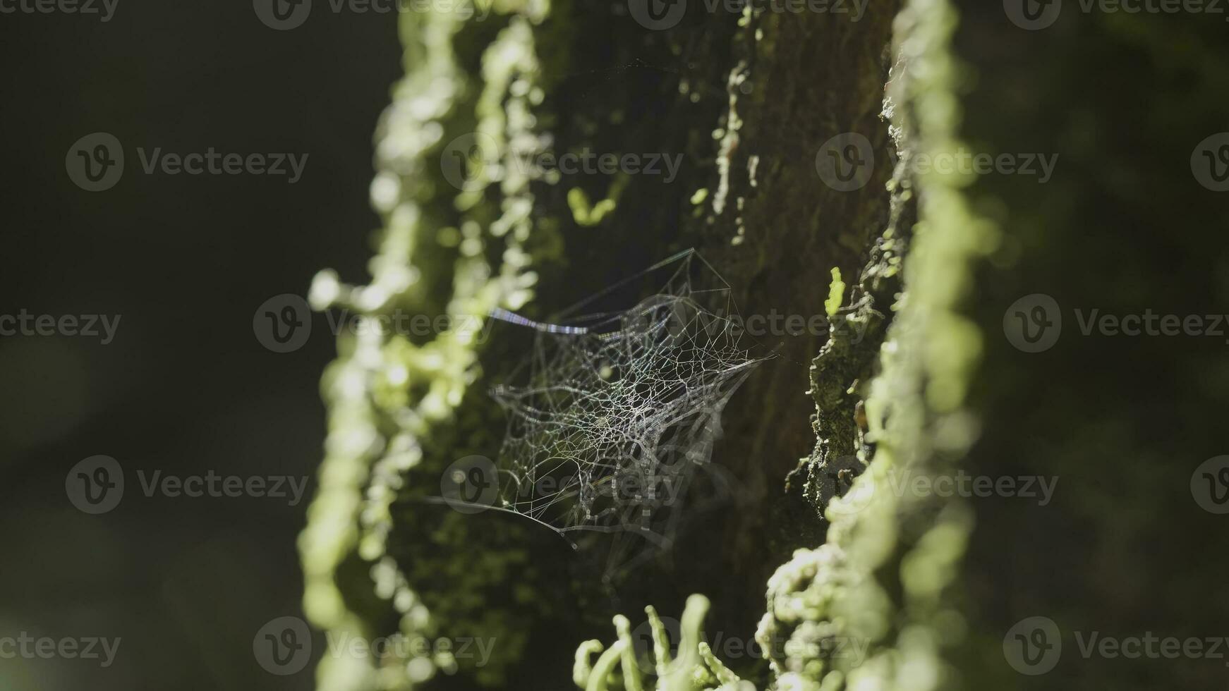 Large spiderweb , on a tree, on morning dew, with natural background, very solid cobweb photo