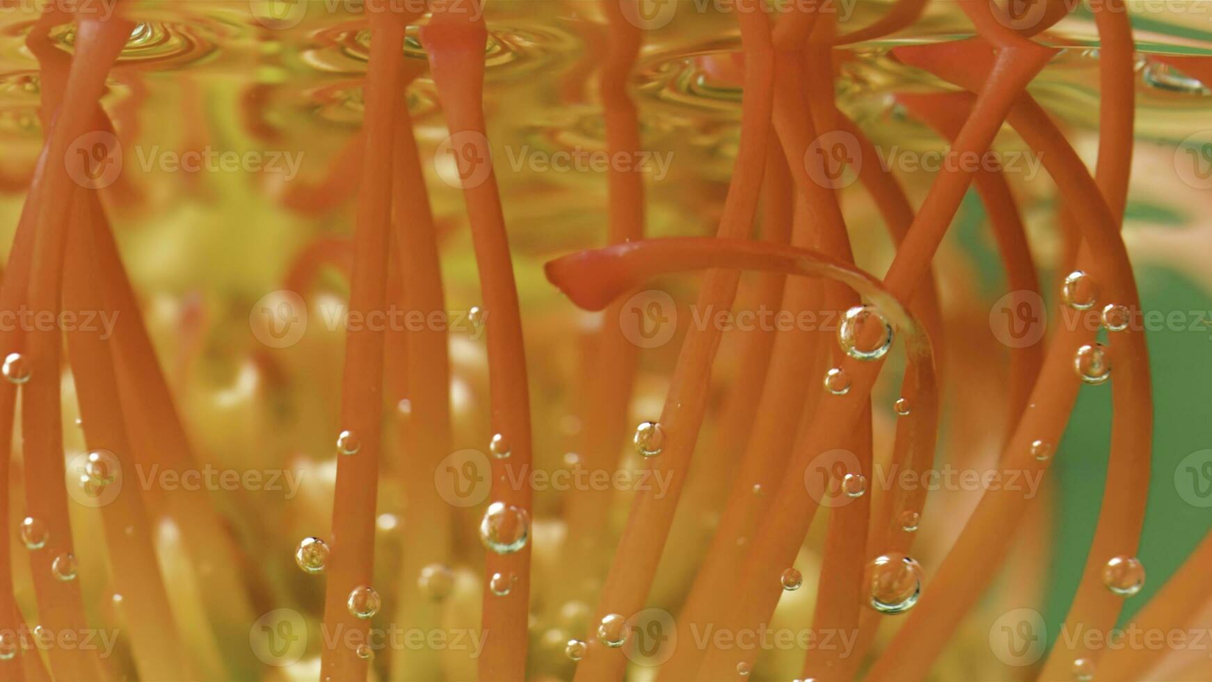 Close up of unusual bright orange flower bud in transparent calm water. Stock footage. Concept of floristry art. photo