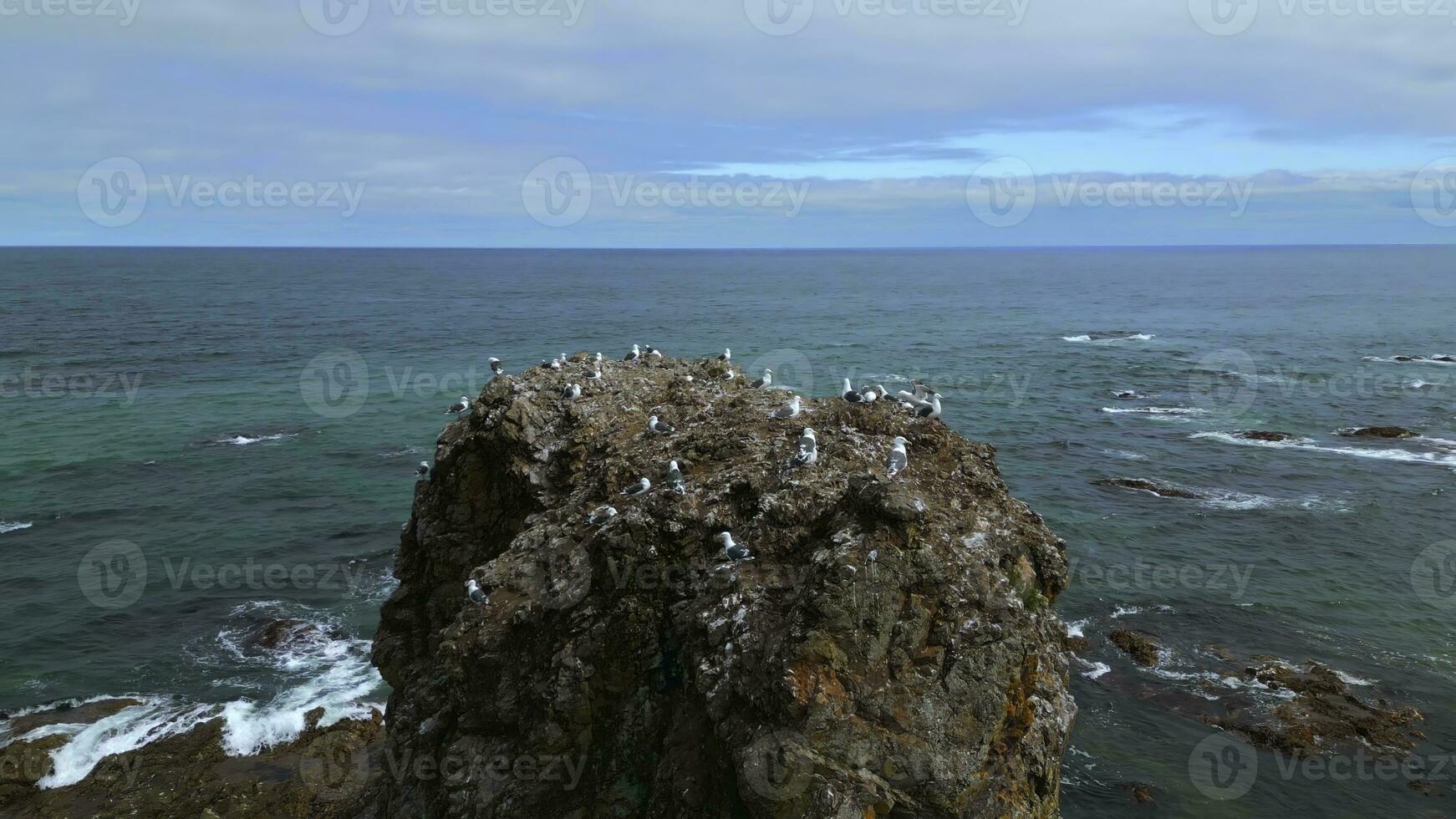 Top view of rocky cliff with seagulls on seascape background. Clip. Seagulls sit on top of rocky cliff in sea. Beautiful rocky cliff on north coast with seagulls on background of sea horizon photo