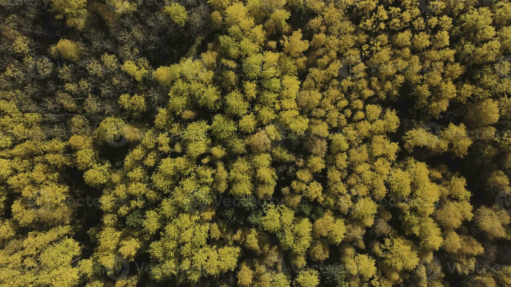 Beautiful autumn forest with yellow and red trees, aerial top view. Clip. Beautiful Taiga forest in autumn season, concept of natural resources and ecology. photo