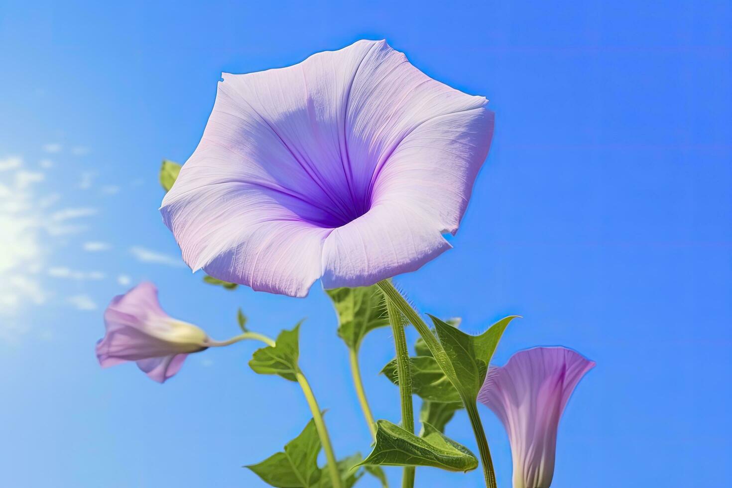 AI generated Morning Glory Flower with blue sky. AI Generated. photo