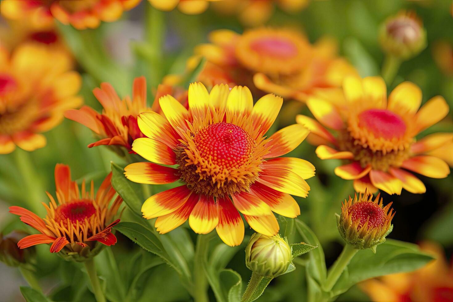 AI generated Gaillardia or Blanket Flower. Bright and Colorful Shades of Warm Tones. AI Generated photo