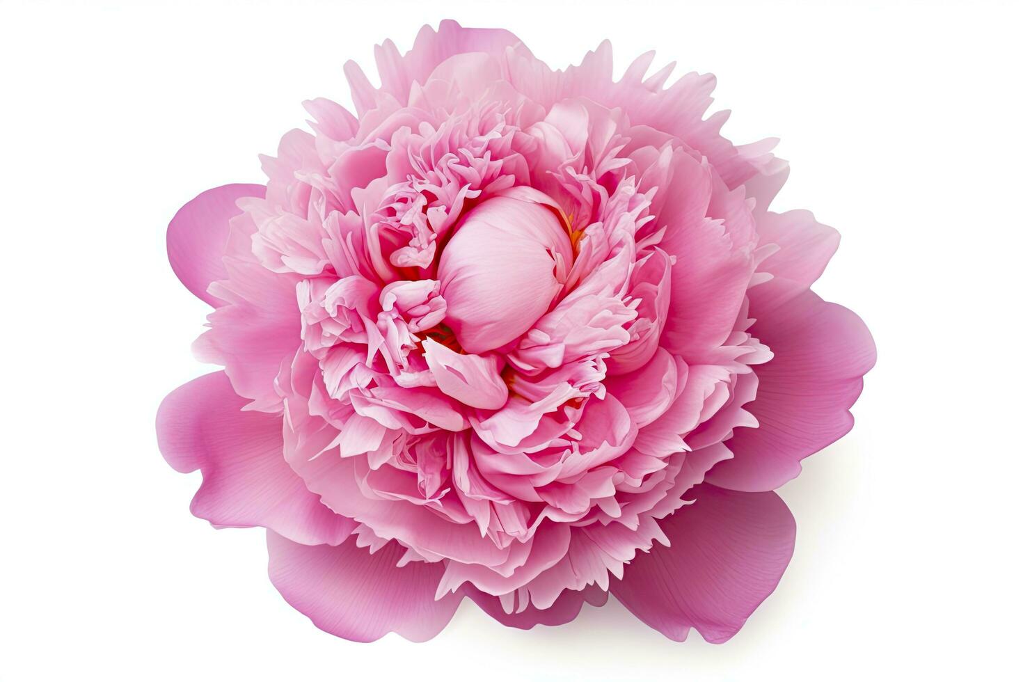 AI generated Peony isolated on white background. AI Generated photo