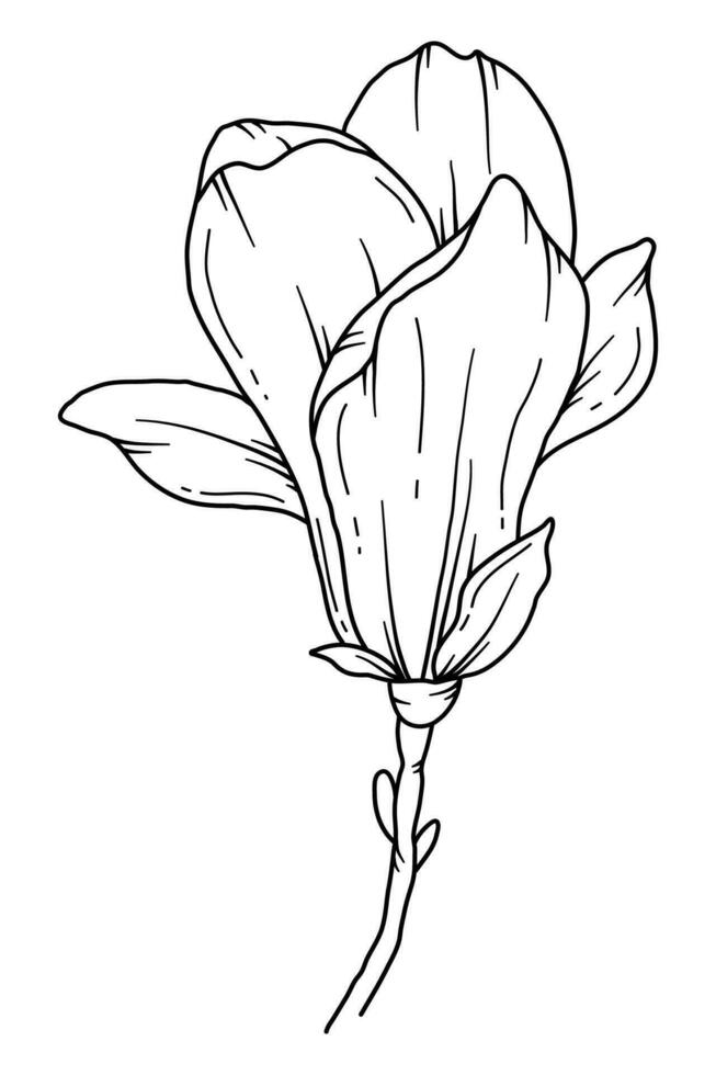 Magnolia Line Drawing. Black and white Floral Bouquets. Flower Coloring Page. Floral Line Art. Fine Line Magnolia  illustration. Hand Drawn flowers. Botanical Coloring. Wedding invitation flowers vector