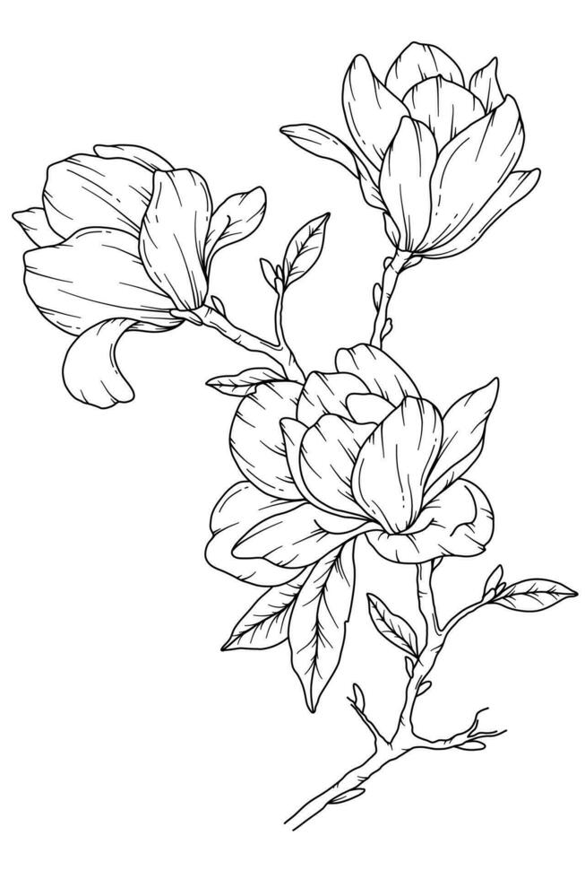 Magnolia Line Drawing. Black and white Floral Bouquets. Flower Coloring Page. Floral Line Art. Fine Line Magnolia  illustration. Hand Drawn flowers. Botanical Coloring. Wedding invitation flowers vector