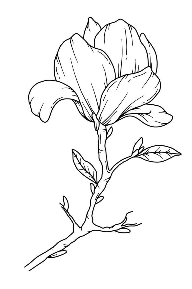 Magnolia Line Drawing. Black and white Floral Bouquets. Flower Coloring Page. Floral Line Art. Fine Line Magnolia  illustration. Hand Drawn flowers. Botanical Coloring. Wedding invitation flowers vector