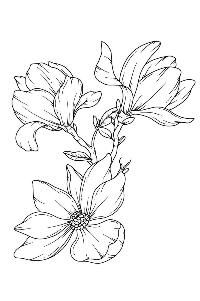 Magnolia Line Drawing. Black and white Floral Bouquets. Flower Coloring Page. Floral Line Art. Fine Line Magnolia  illustration. Hand Drawn flowers. Botanical Coloring. Wedding invitation flowers vector