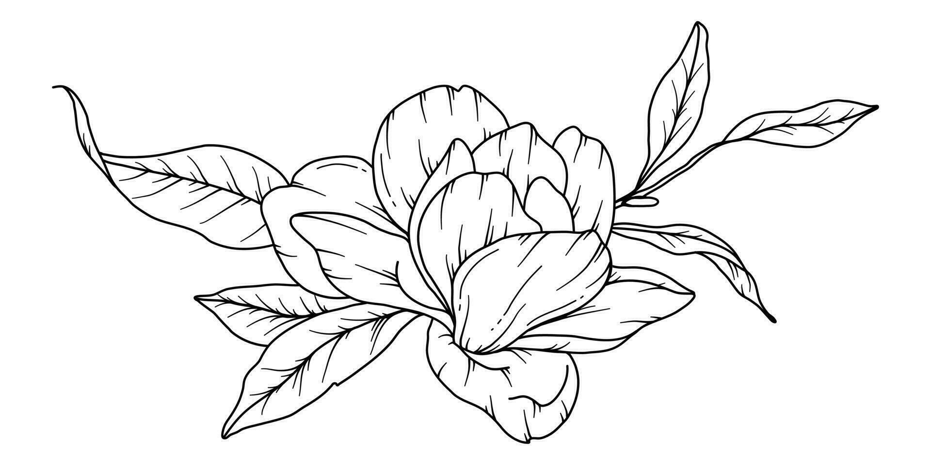 Magnolia Line Drawing. Black and white Floral Bouquets. Flower Coloring Page. Floral Line Art. Fine Line Magnolia  illustration. Hand Drawn flowers. Botanical Coloring. Wedding invitation flowers vector