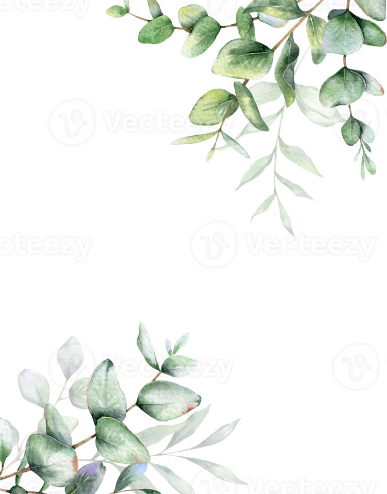 Eucalyptus Watercolor Frame. Eucalyptus Greenery Frame Hand Painted isolated on white background.  Perfect for wedding invitations, floral labels, bridal shower and  floral greeting cards png