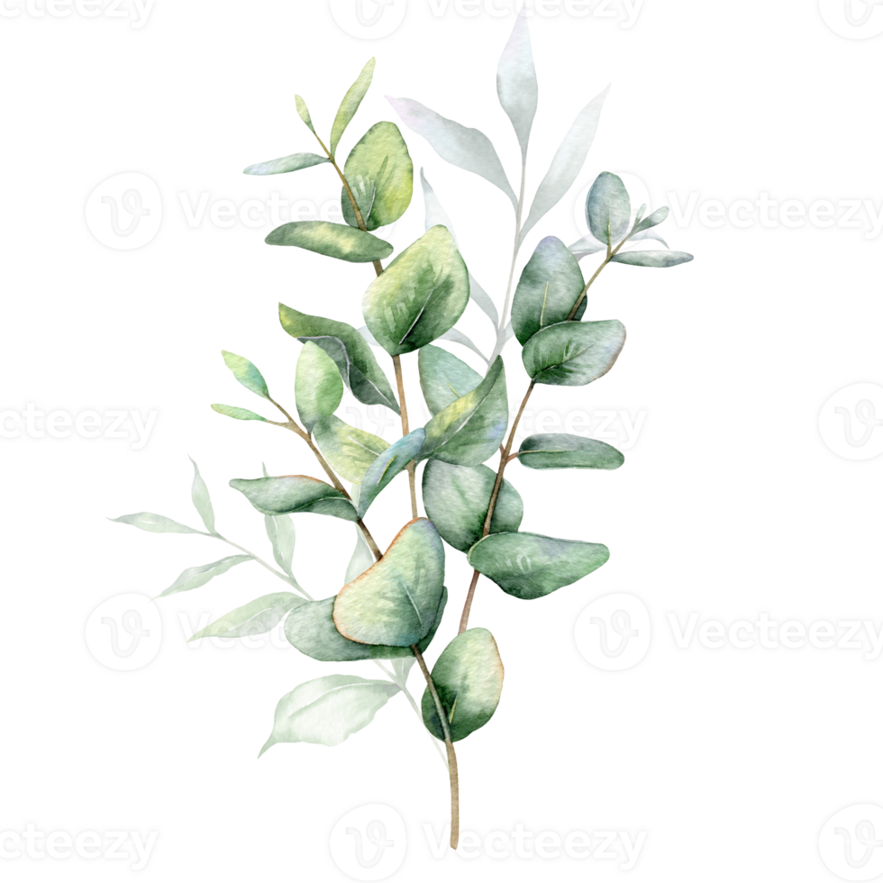 Eucalyptus Watercolor Illustration. Eucalyptus Greenery Hand Painted isolated on white background.  Perfect for wedding invitations, floral labels, bridal shower and  floral greeting cards png
