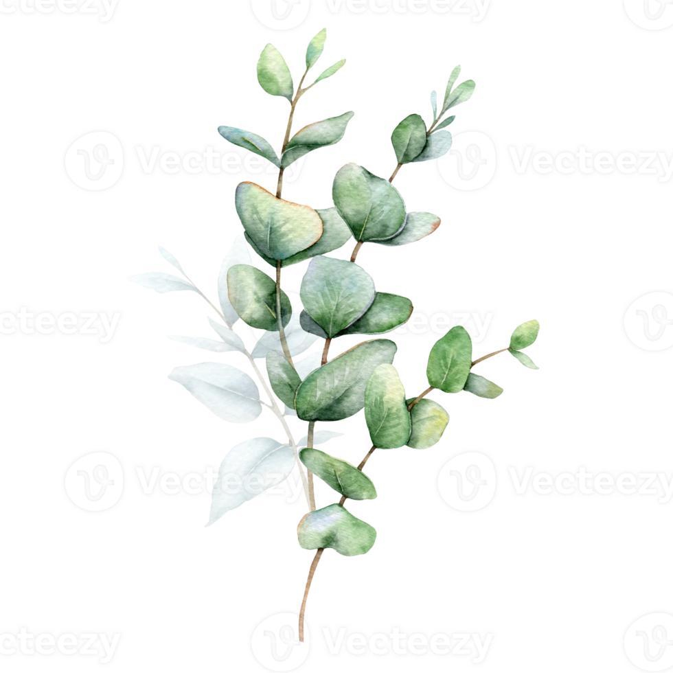 Eucalyptus Watercolor Illustration. Eucalyptus Greenery Hand Painted isolated on white background.  Perfect for wedding invitations, floral labels, bridal shower and  floral greeting cards png