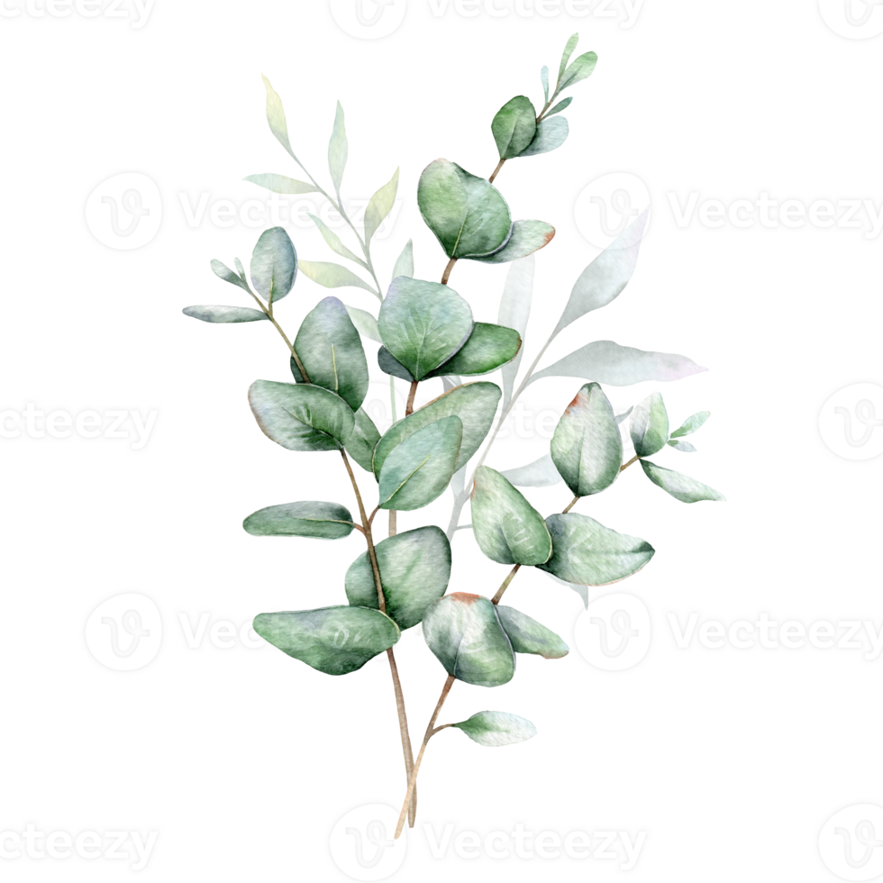 Eucalyptus Watercolor Illustration. Eucalyptus Greenery Hand Painted isolated on white background.  Perfect for wedding invitations, floral labels, bridal shower and  floral greeting cards png