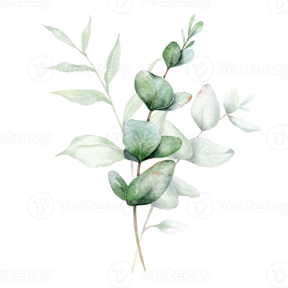 Eucalyptus Watercolor Illustration. Eucalyptus Greenery Hand Painted isolated on white background.  Perfect for wedding invitations, floral labels, bridal shower and  floral greeting cards png