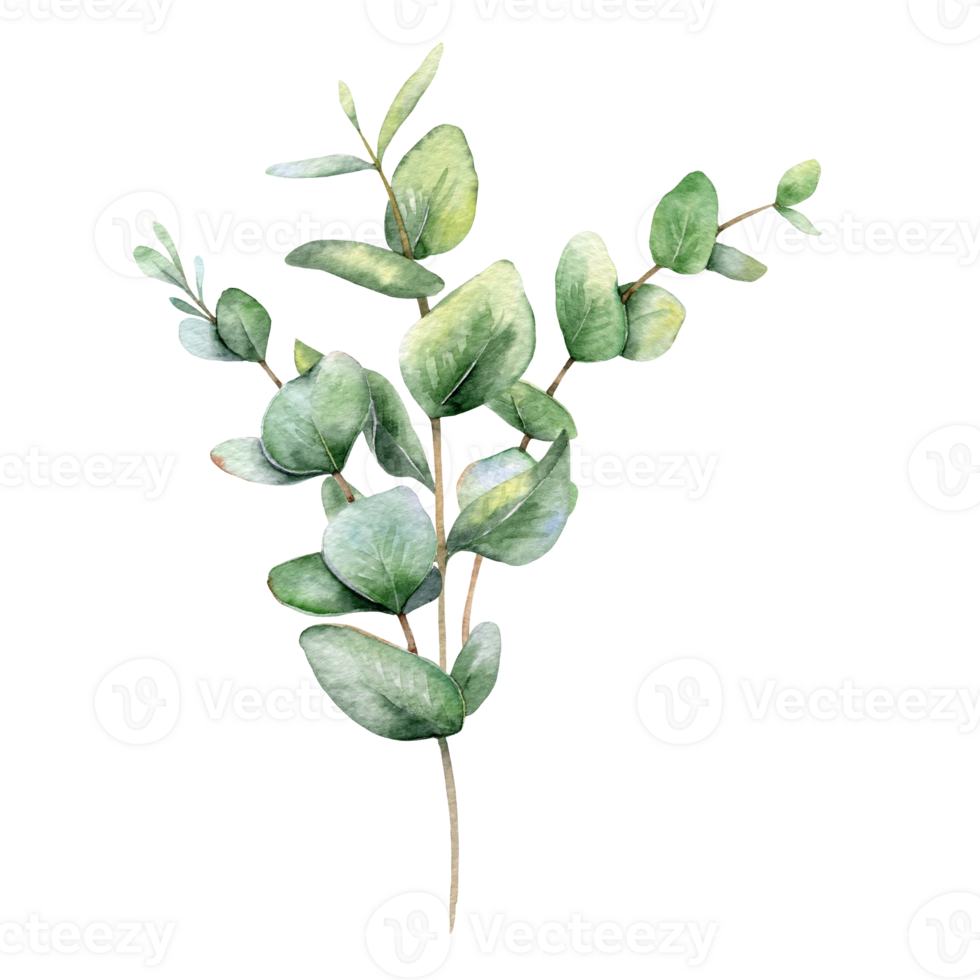 Eucalyptus Watercolor Illustration. Eucalyptus Greenery Hand Painted isolated on white background.  Perfect for wedding invitations, floral labels, bridal shower and  floral greeting cards png