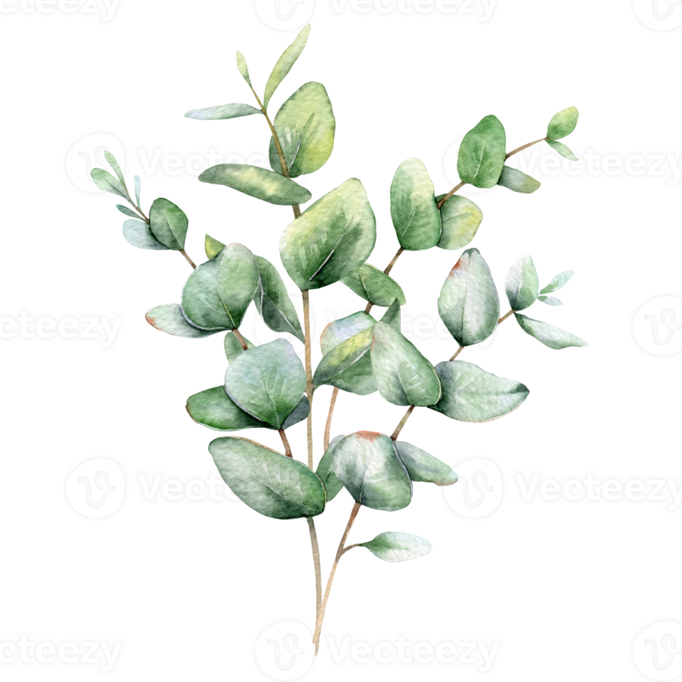Eucalyptus Watercolor Illustration. Eucalyptus Greenery Hand Painted isolated on white background.  Perfect for wedding invitations, floral labels, bridal shower and  floral greeting cards png