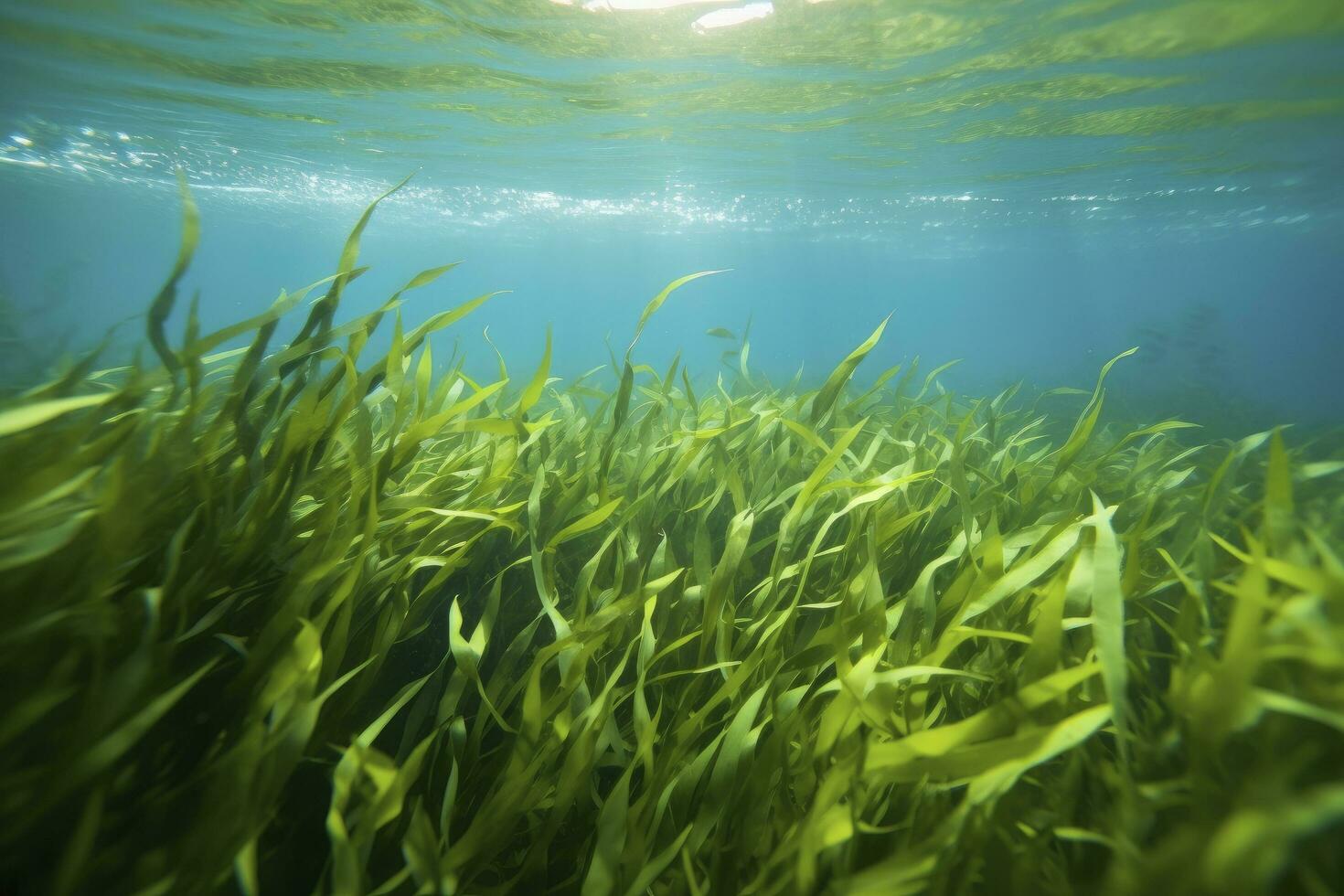 AI generated Underwater view of a group of seabed with green seagrass. AI Generated photo