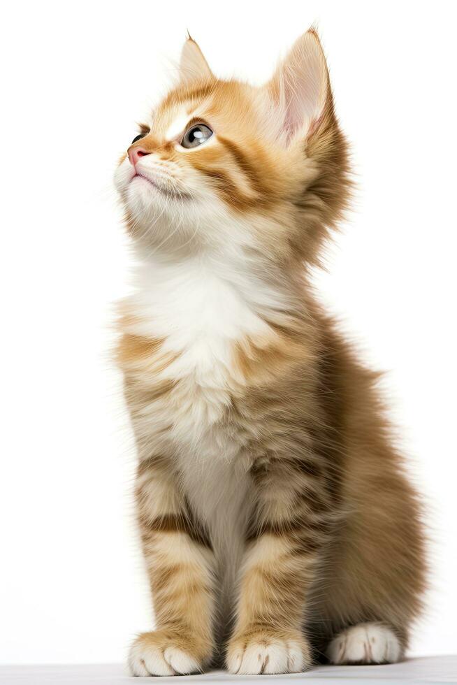 AI generated Playful funny kitten looking up isolated on a white background. AI Generated photo