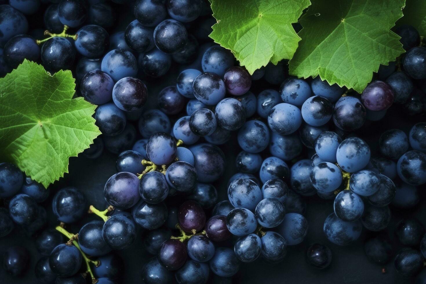 AI generated Flat lay background of vines, lots of organic blue dark grapes. AI Generated photo