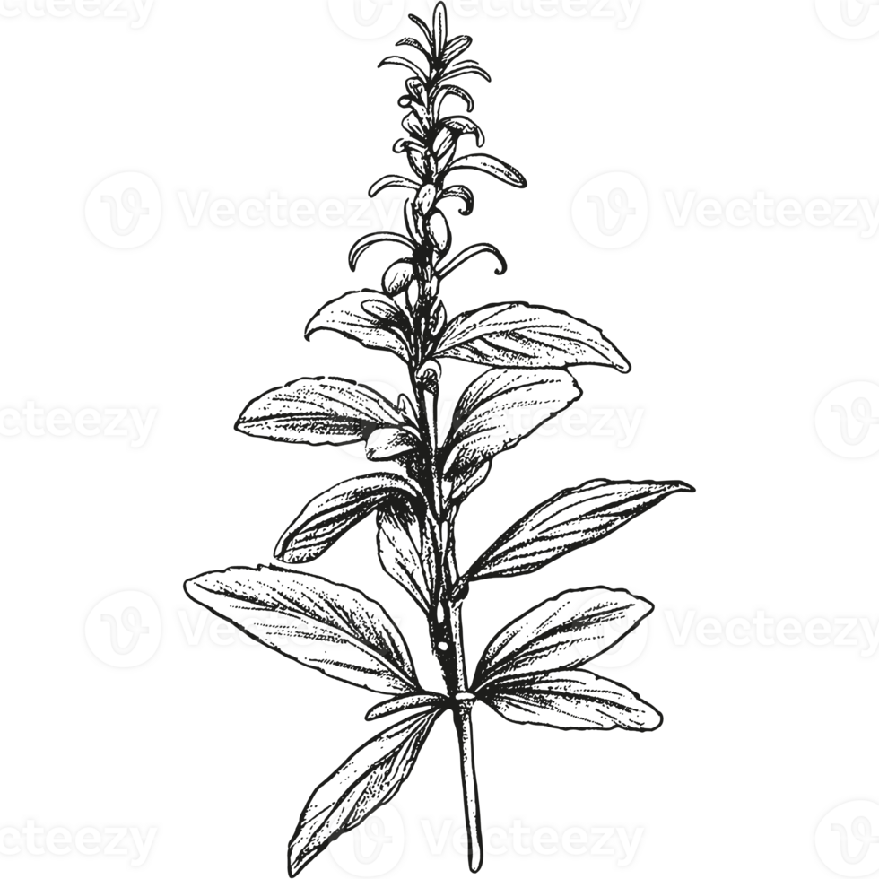 Floral branch and minimalist leaves. png