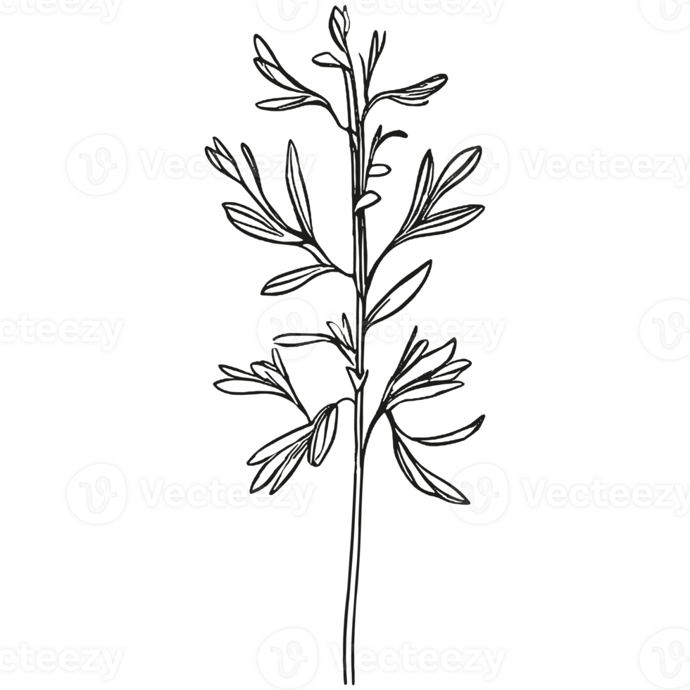 Floral branch and minimalist leaves. png