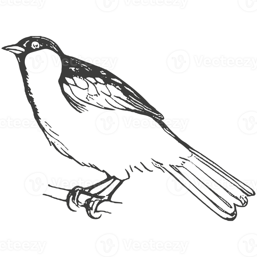 Hand drawn birds sketch. png