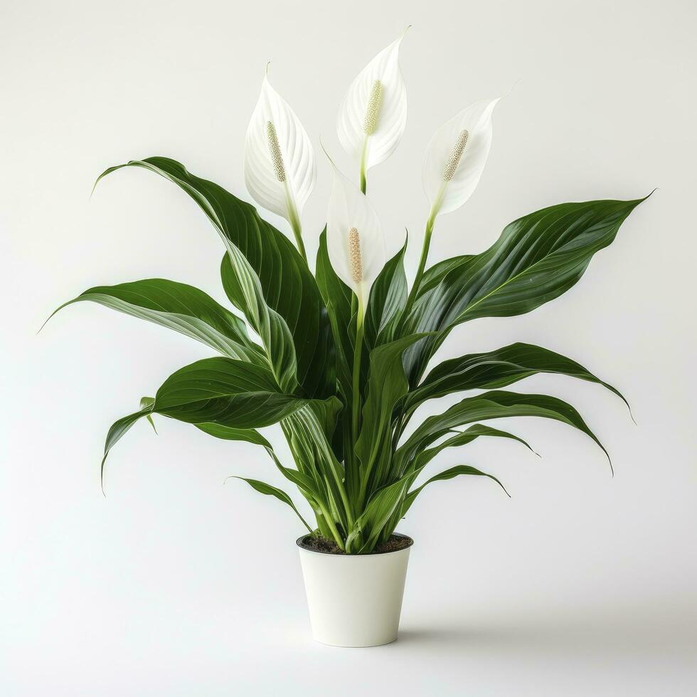 AI generated Peace Lily on a plain white background. AI Generated photo