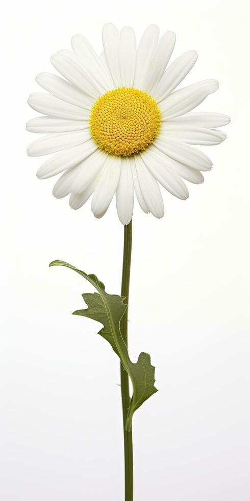 AI generated Common daisy isolated on white background. AI Generated photo