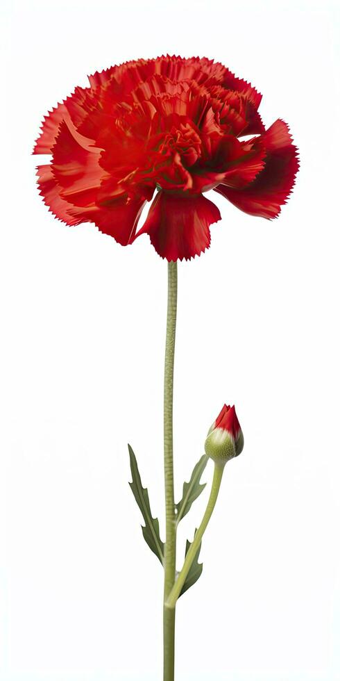 AI generated Red Carnation isolated on white background. AI Generated photo