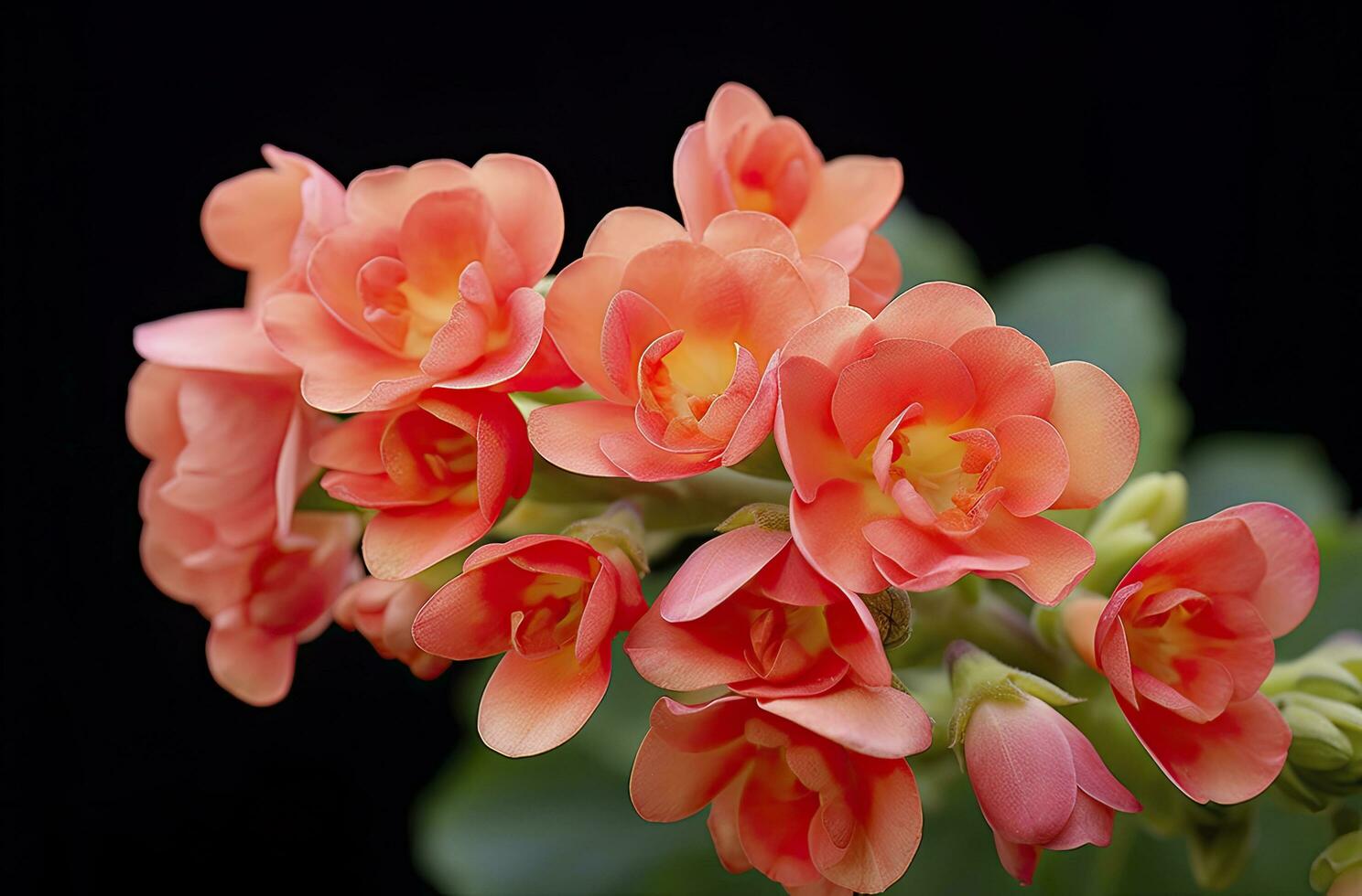 ai generado kalanchoe Blossfeldiana. ai generado foto