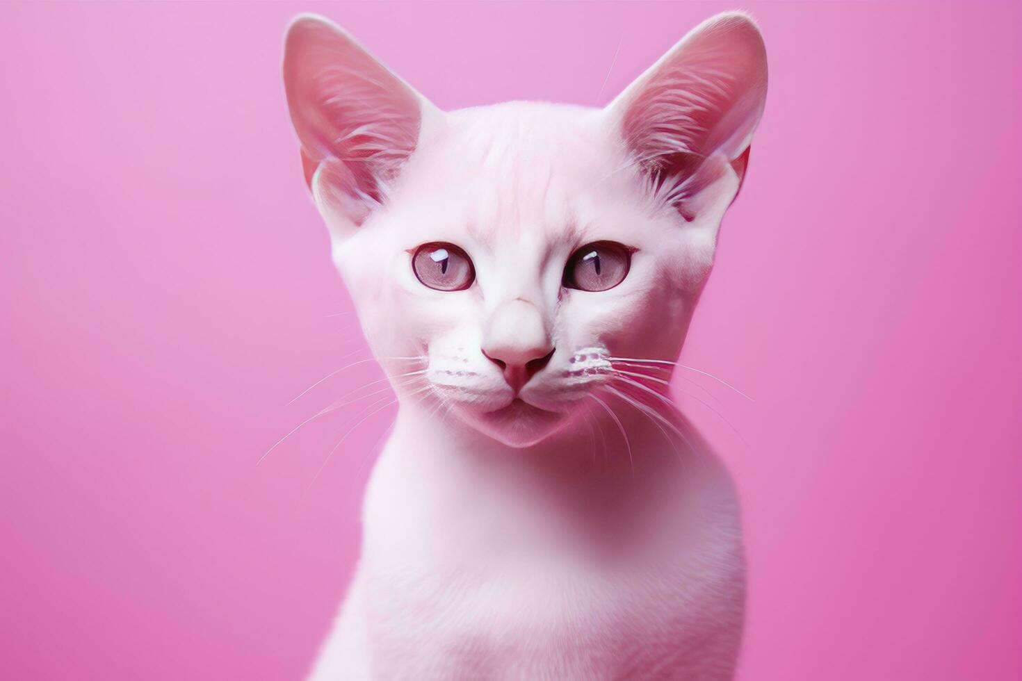 AI generated Pink colored cat on Pink Background. AI Generated photo