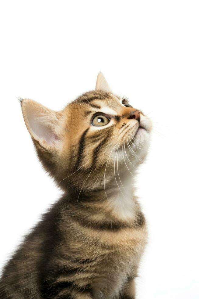 ai generado juguetón gracioso gatito mirando arriba aislado en un blanco antecedentes. ai generado foto