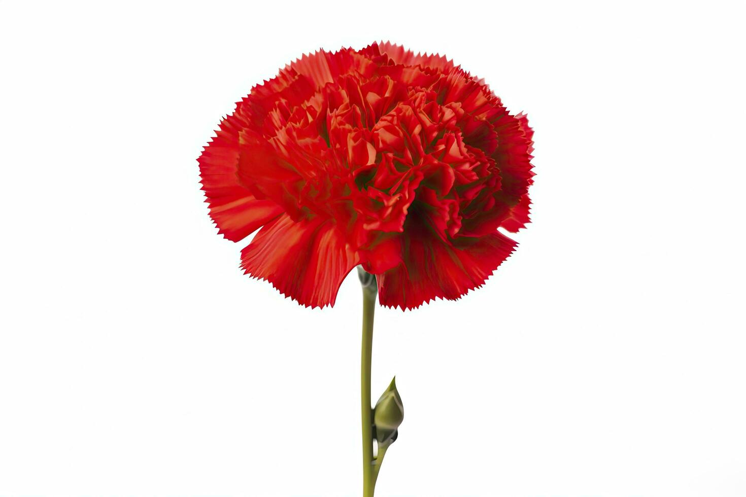 AI generated Red Carnation isolated on white background. AI Generated photo