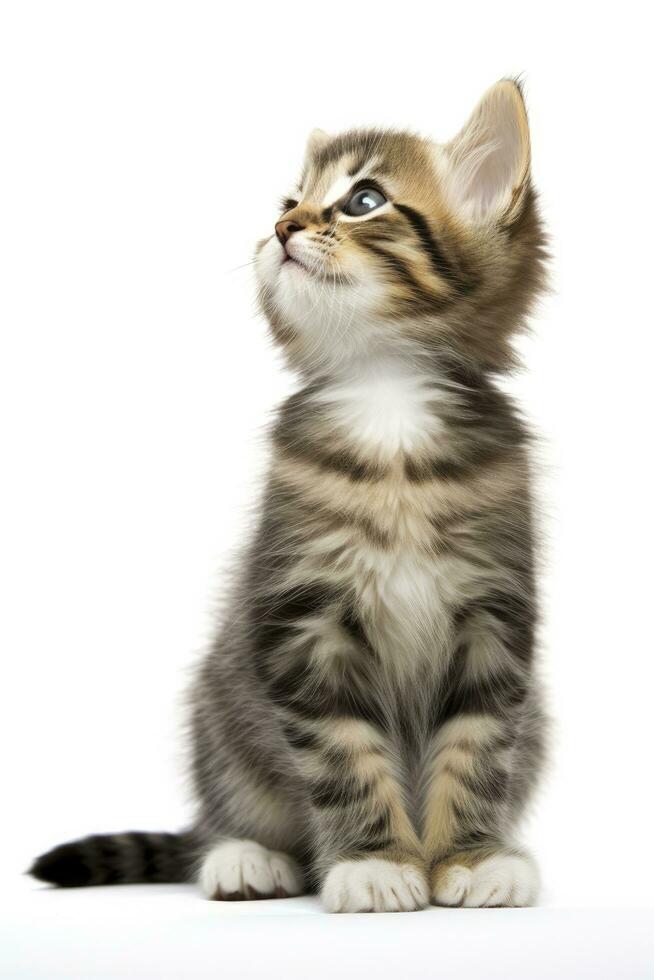 AI generated Playful funny kitten looking up isolated on a white background. AI Generated photo