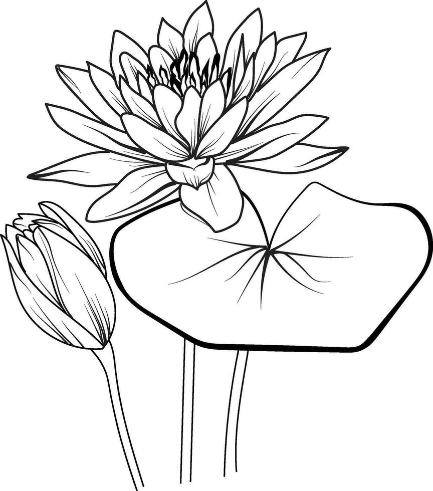 Waterlily flower sketch art, vintage style printed for cute flower coloring pages.Vector illustration of a Beautiful flower with a bouquet of waterlily, and leaves. isolated on a white background vector