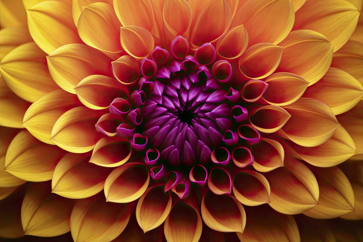AI generated Dahlia flower background.  AI Generated. photo