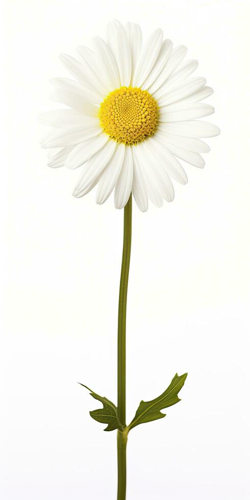 AI generated Common daisy isolated on white background. AI Generated photo