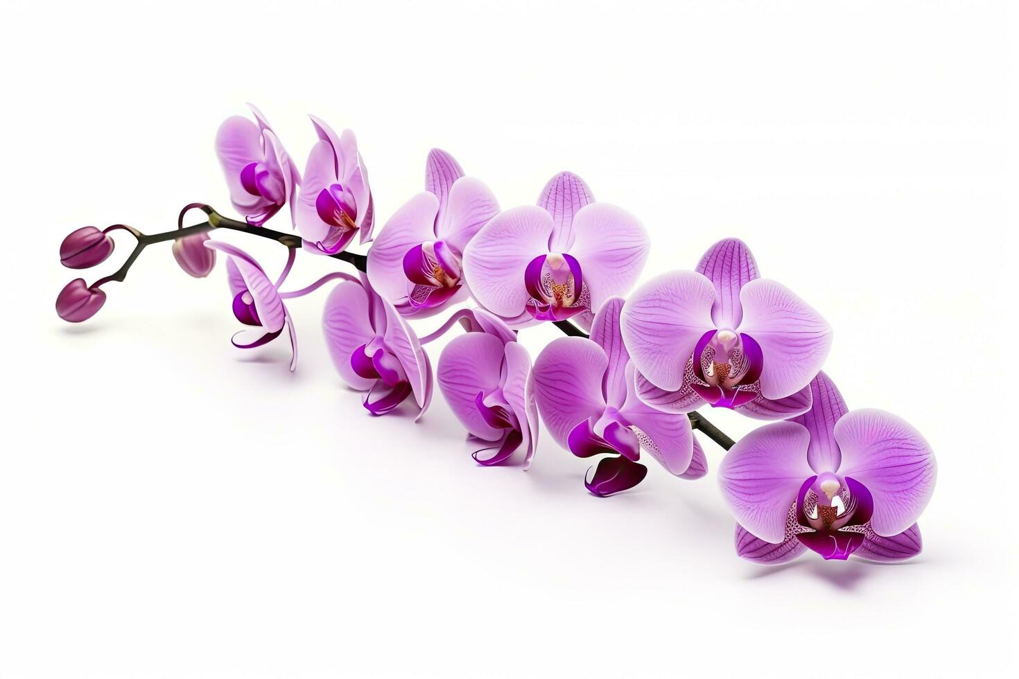 AI generated Pink Orchid isolated on white background. AI Generated photo