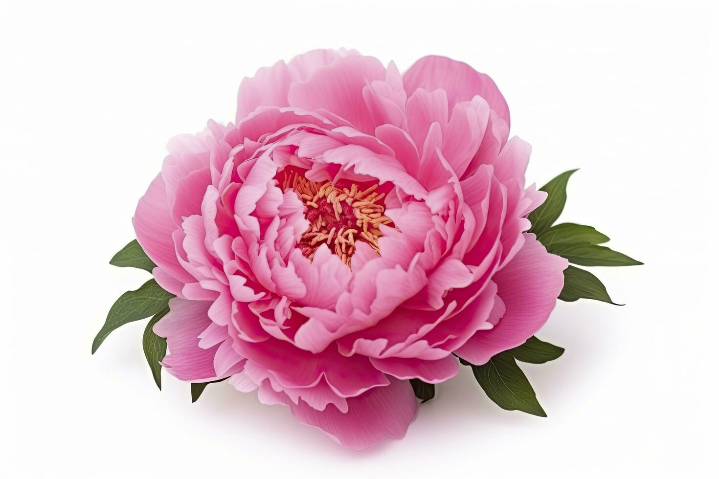 AI generated Peony isolated on white background. AI Generated photo