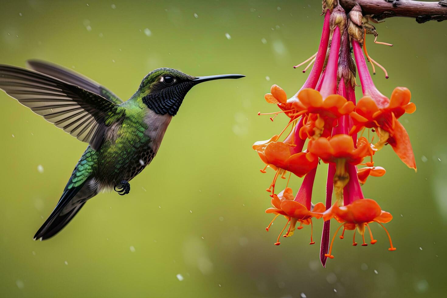 ai generado colibrí en costa rico ai generado. foto