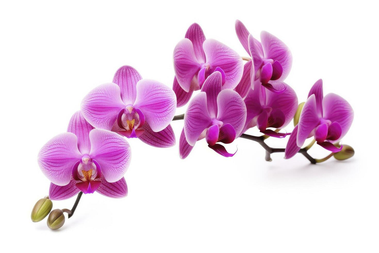 AI generated Pink Orchid isolated on white background. AI Generated photo