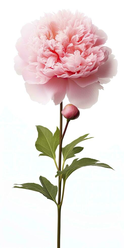 AI generated Peony isolated on white background. AI Generated photo