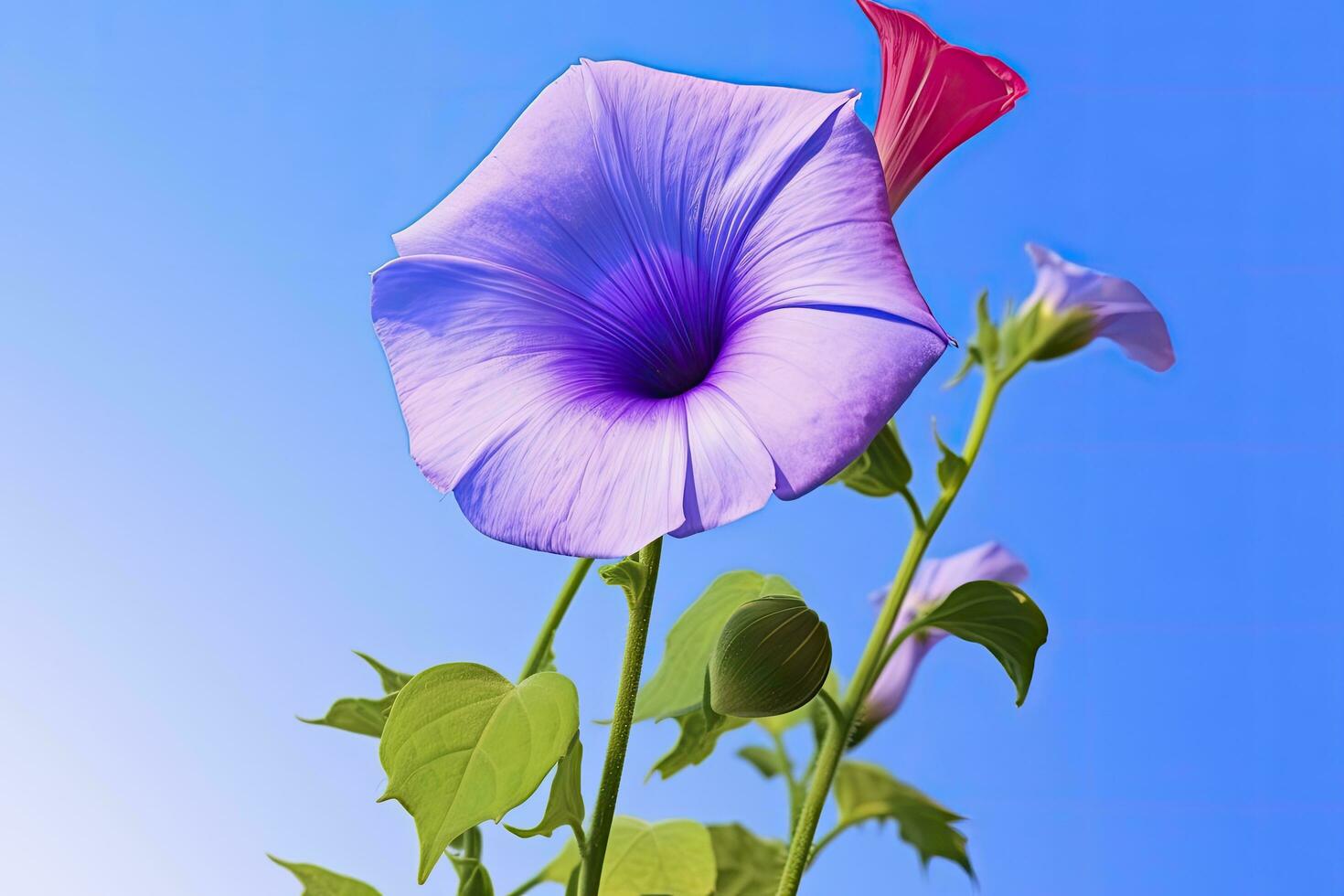 AI generated Morning Glory Flower with blue sky. AI Generated. photo