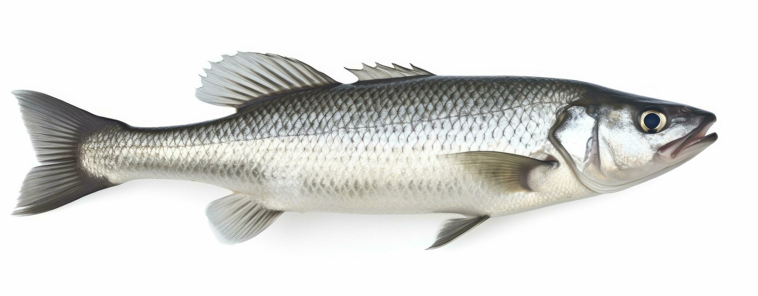 AI generated One fresh sea bass fish isolated on white background. AI Generated. photo