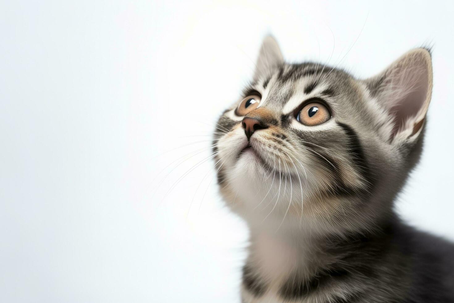 ai generado juguetón gracioso gatito mirando arriba aislado en un blanco antecedentes. ai generado foto