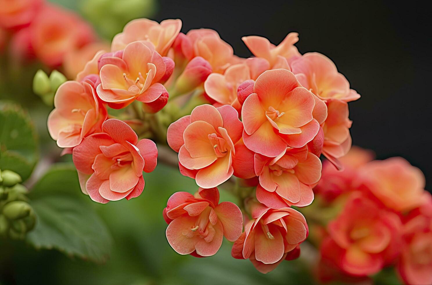 AI generated Kalanchoe Blossfeldiana. AI Generated photo