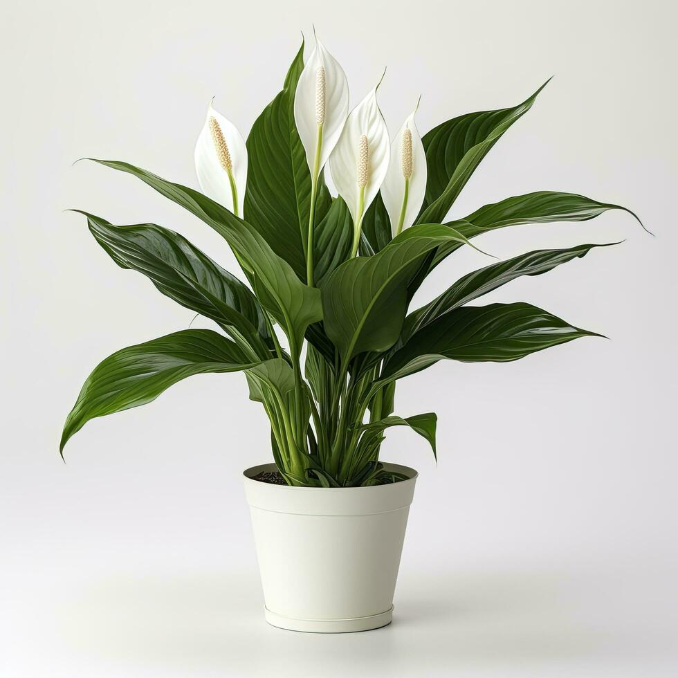 AI generated Peace Lily on a plain white background. AI Generated photo